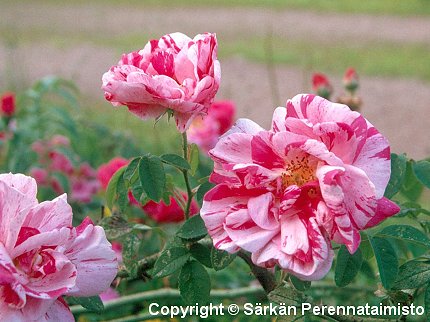 Rosa Gallica-ryhm&auml; 'Rosa Mundi'